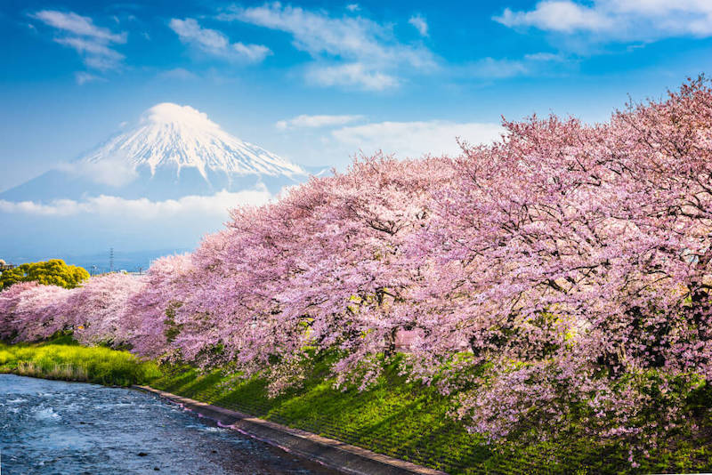Cherry Blossom Japan Rail Pass